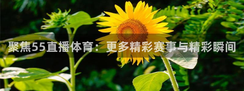 聚焦55直播体育：更多精彩赛事与精彩瞬间