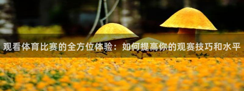 观看体育比赛的全方位体验：如何提高你的观赛技巧和水平