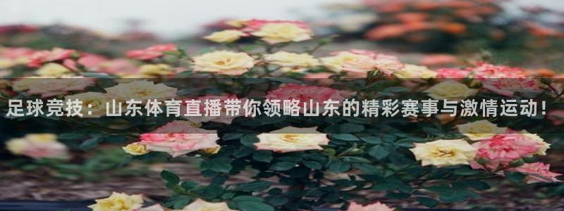 足球竞技：山东体育直播带你领略山东的精彩赛事与激情运动！